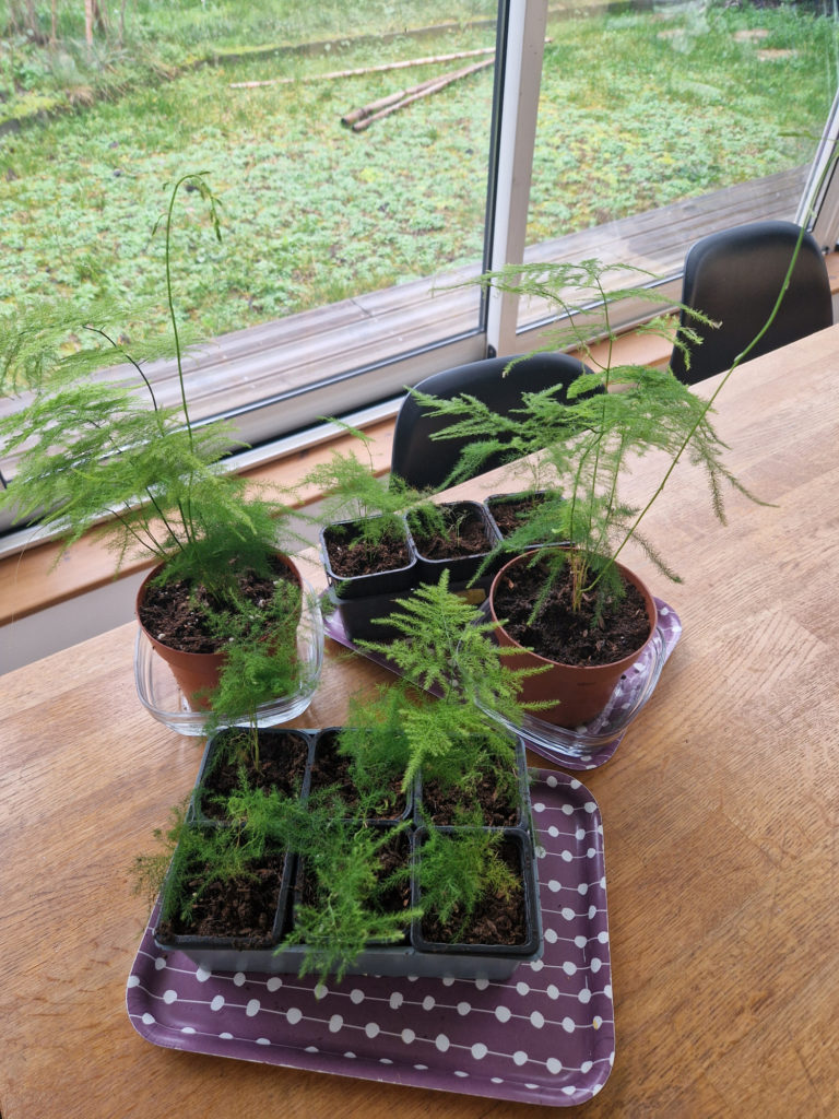 Asparagus en culture