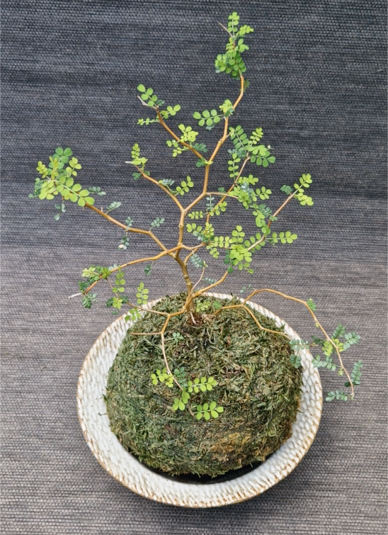 Kokedama d'