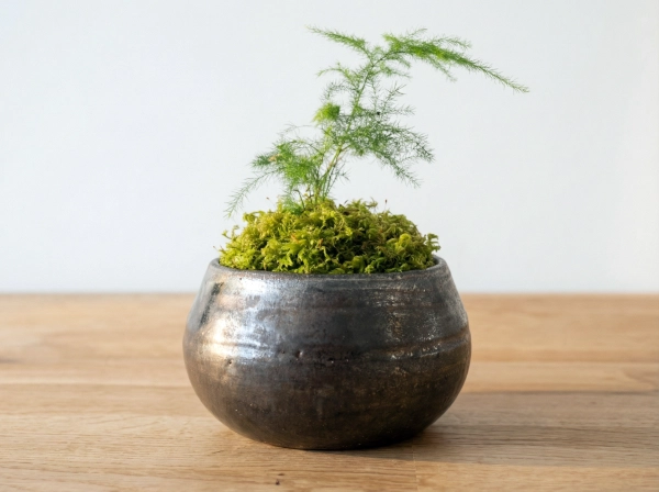 Kusamono asparagus mousse